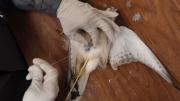 Incision on belly is stitched up after specimen has been stuffed with needle and thread